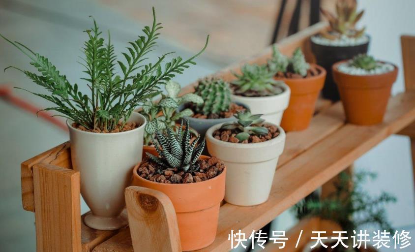 土壤|盆栽养殖多肉,天热更该旱养,不然烂根问题多