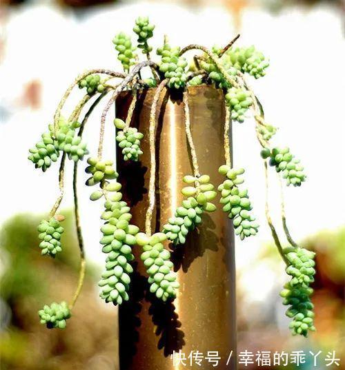 4种新手也能养成老桩的多肉,个头虽小造型绝美,第4种老桩最出彩