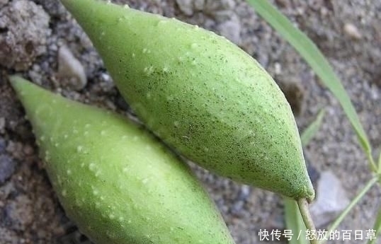 4种即将“消失”的农村野果,全吃过越来越少,你吃过几种呢