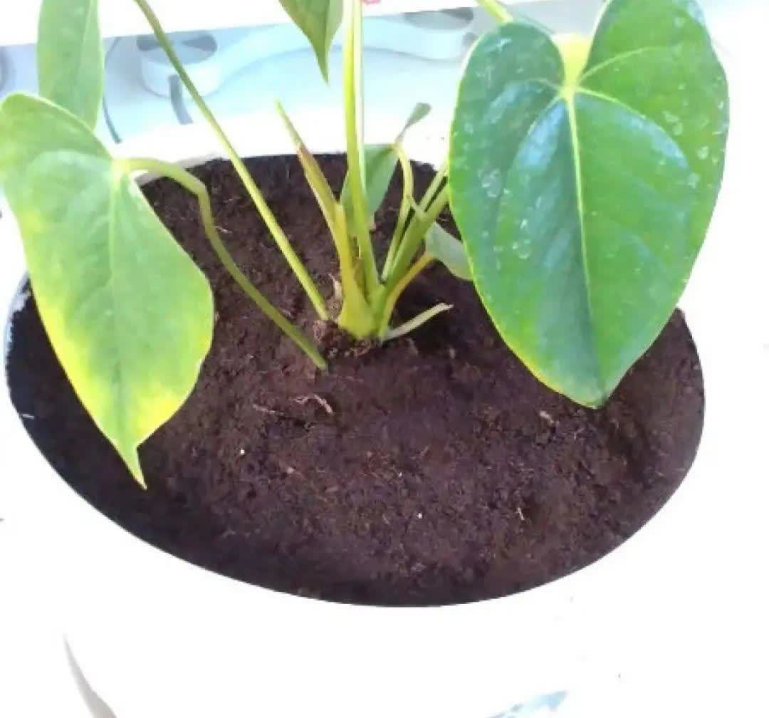 蝴蝶兰开花不是一次性,花后剪一剪,还能继续开花