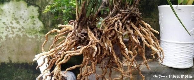 养兰花就一点,养好根就长得旺,其中配土、施肥是重点