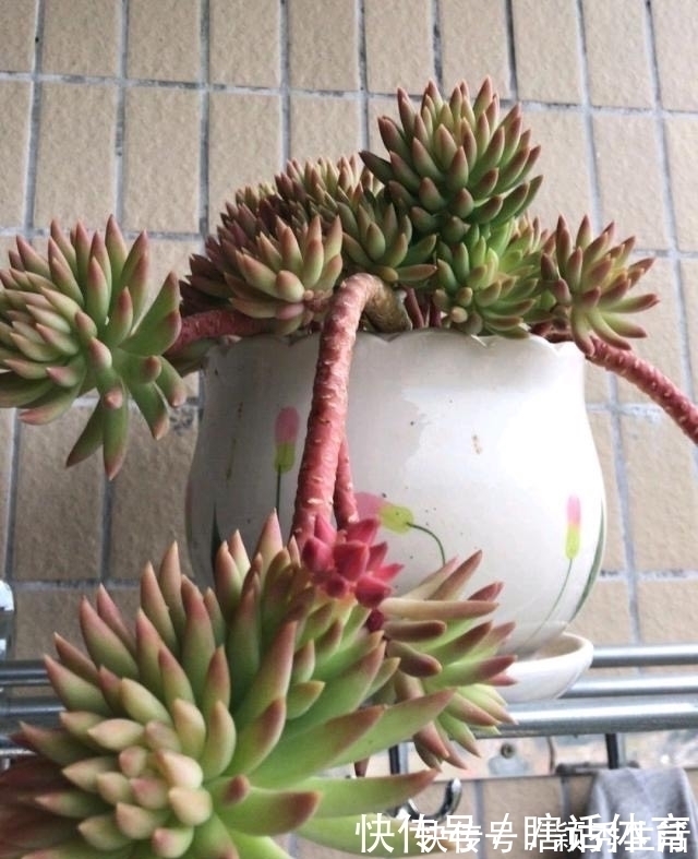 桃蛋|这6种多肉养成悬崖桩,价格贵、颜值高,看起来真过瘾