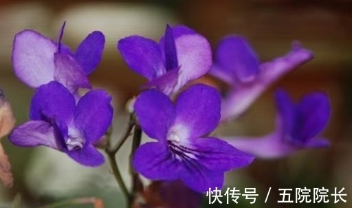 好养易活颜值高的花卉，漂亮又好闻，四季有花开，花香四溢飘满屋