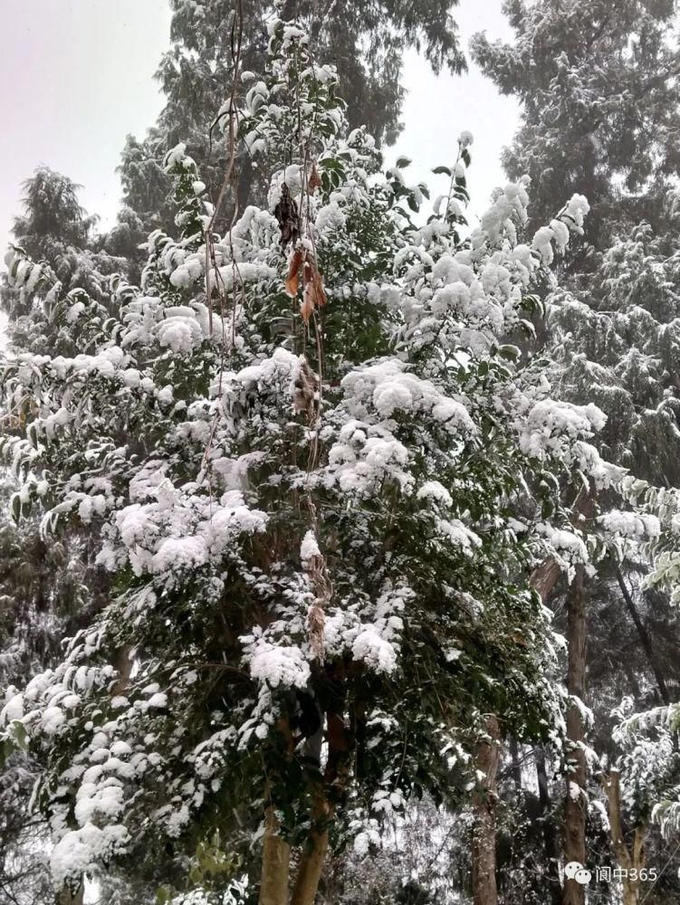 妙高镇金城山雪景图