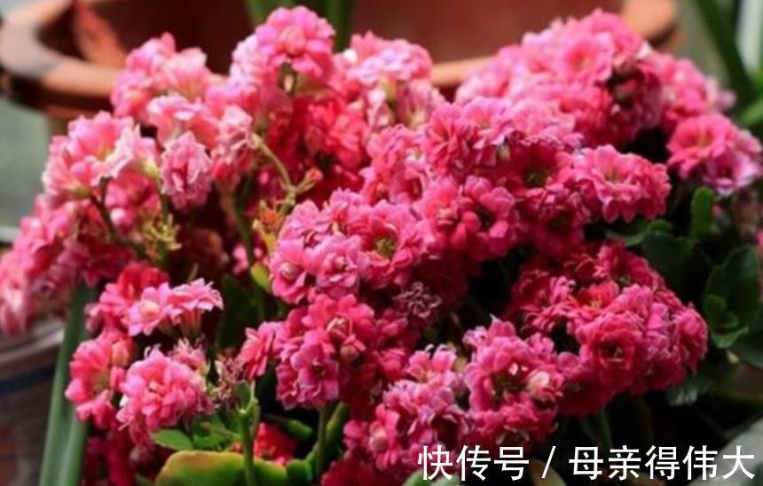 11月长寿花长花苞后，1个动作“催一催”，轻松爆花美极了