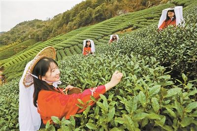 海曙万亩茶园开采