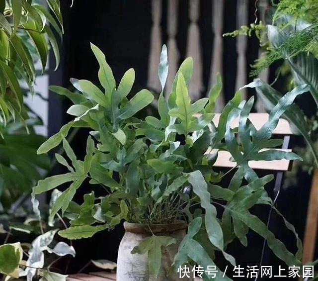 春光明媚,这八种花却不能多晒太阳,一晒就发蔫,赶紧搬屋里躲躲!