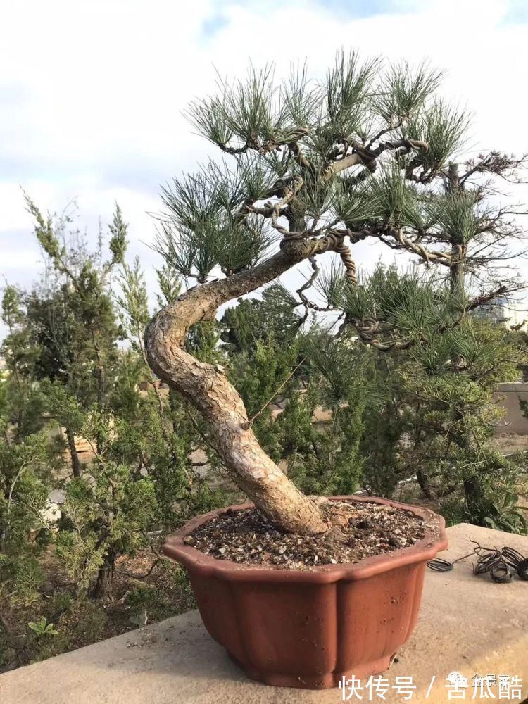 植物体|玩好盆景不容易，玩死它却是手到擒来