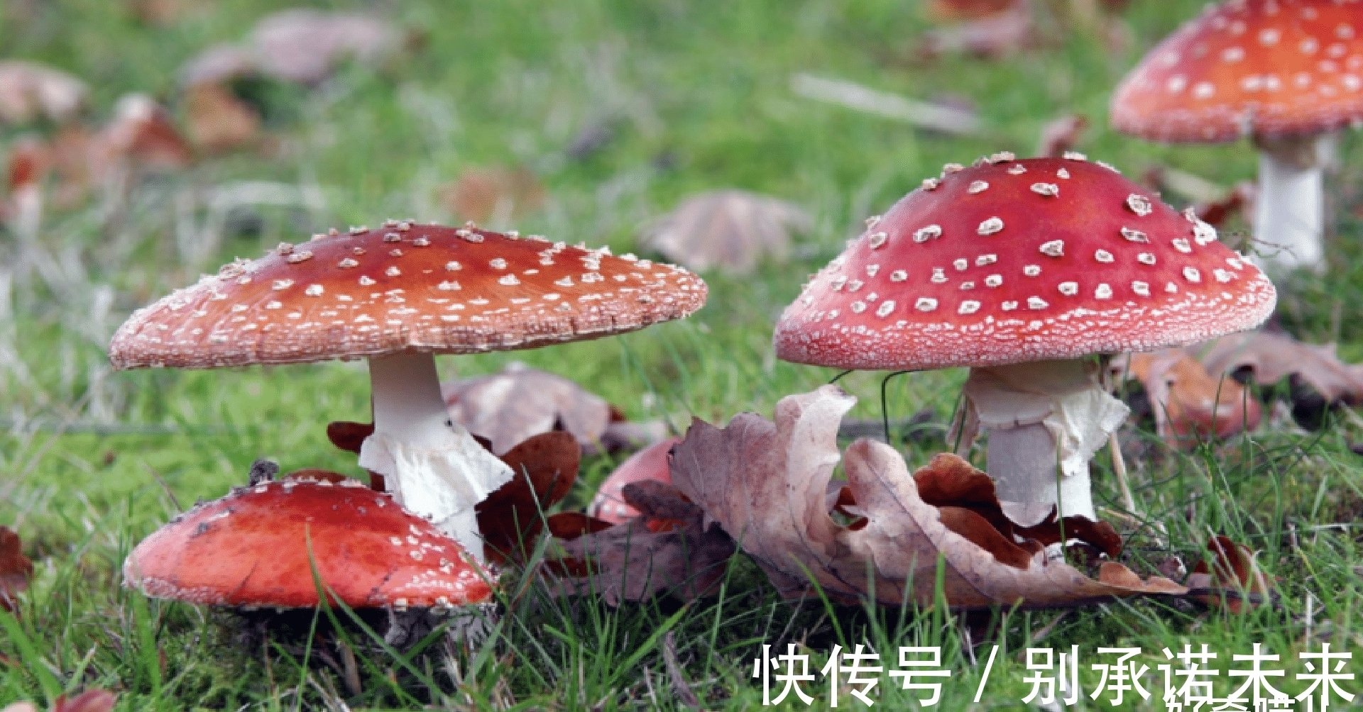 马铃薯|千万不要再微波炉里加热这几种食物,加热后的菠菜马铃薯毒性大发!