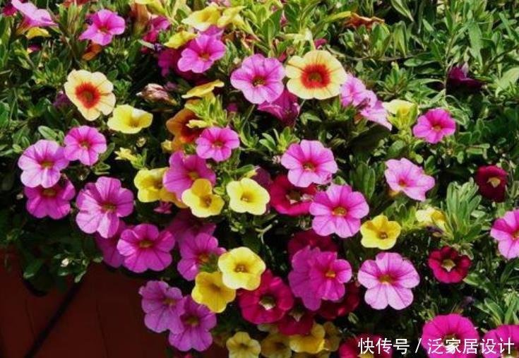 养花就养4种花，好养易活花量大，养上一盆四季欣赏，好养还不贵