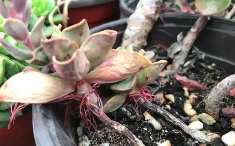 多肉长气生根其实是在释放“信号”,你读懂了吗?