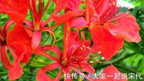 4种花一养就上瘾,花色美丽,开花勤快,花多易爆盆