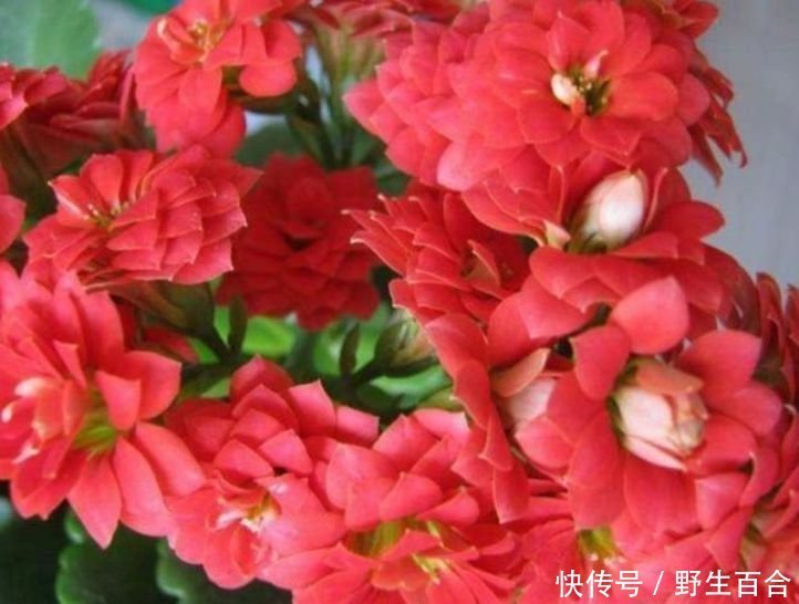 养花就养这种花,家里养一盆,1个月不浇水,照样养得旺