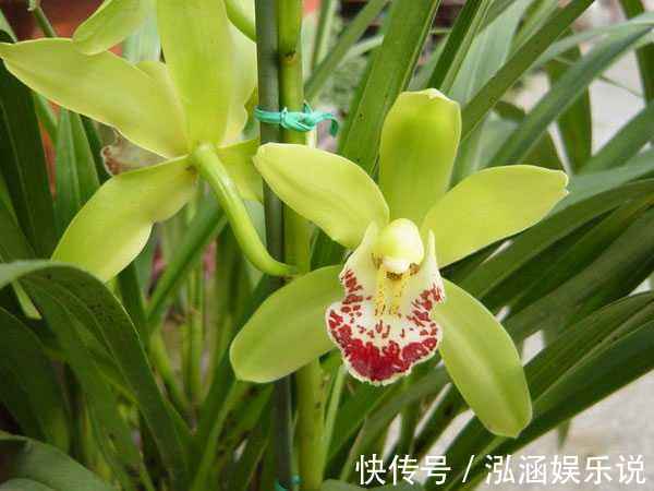 公正#此花姿态优美,色泽丰富而艳丽,被赋予了公平公正的含义