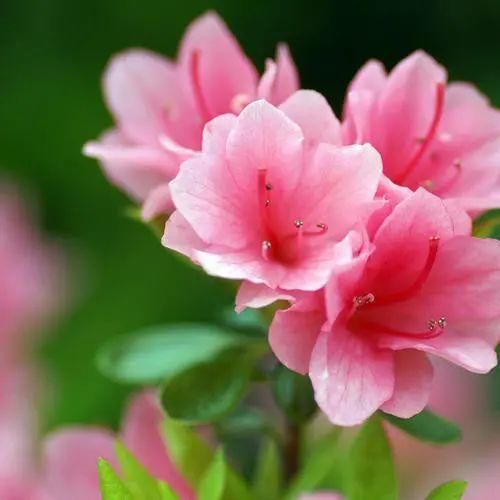 颜值高、开花多、易栽活的杜鹃花，这样养才对！