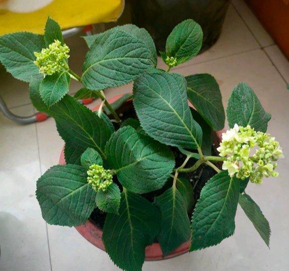 黄叶|5种“漂亮花”,夏天“使劲浇”,缺水就黄叶,不是勤快人,别养