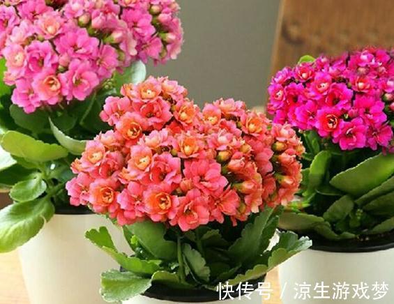 入冬养蟹爪兰,长寿花,此些爆盆技巧要知道,不了解就瞧瞧吧