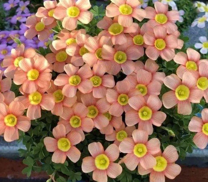 4种花是真正的开花机器,空气清新,满屋飘香