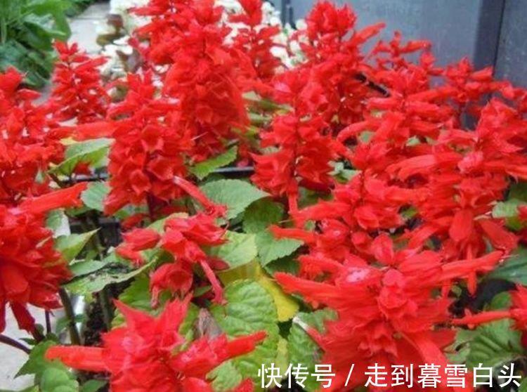 3种花好养又漂亮,花朵大花期长,喜庆又好养,满屋飘香!