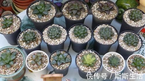 封闭阳台养什么多肉最合适，老花友诚心推荐这12款，省心又漂亮