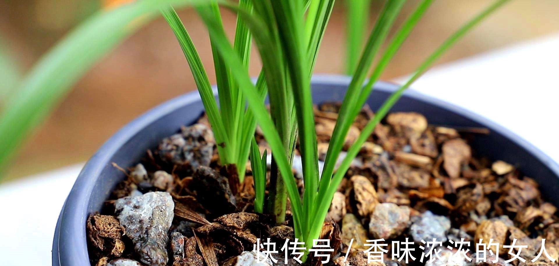 养兰花,“换盆”有3个小忌讳,避开后服盆快,开花多