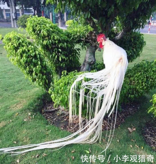 没卖|史上最与众不同的鸡,每天的食物比人都贵,曾开价三万美元都没卖