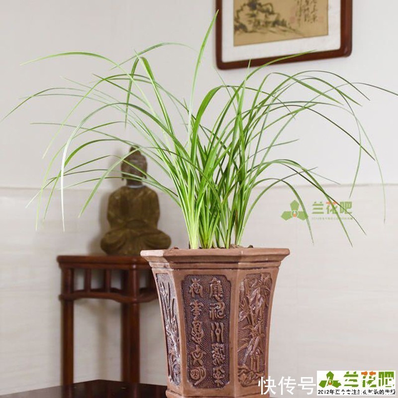 把兰花养好,能提升兴趣和动力,变成以兰养人