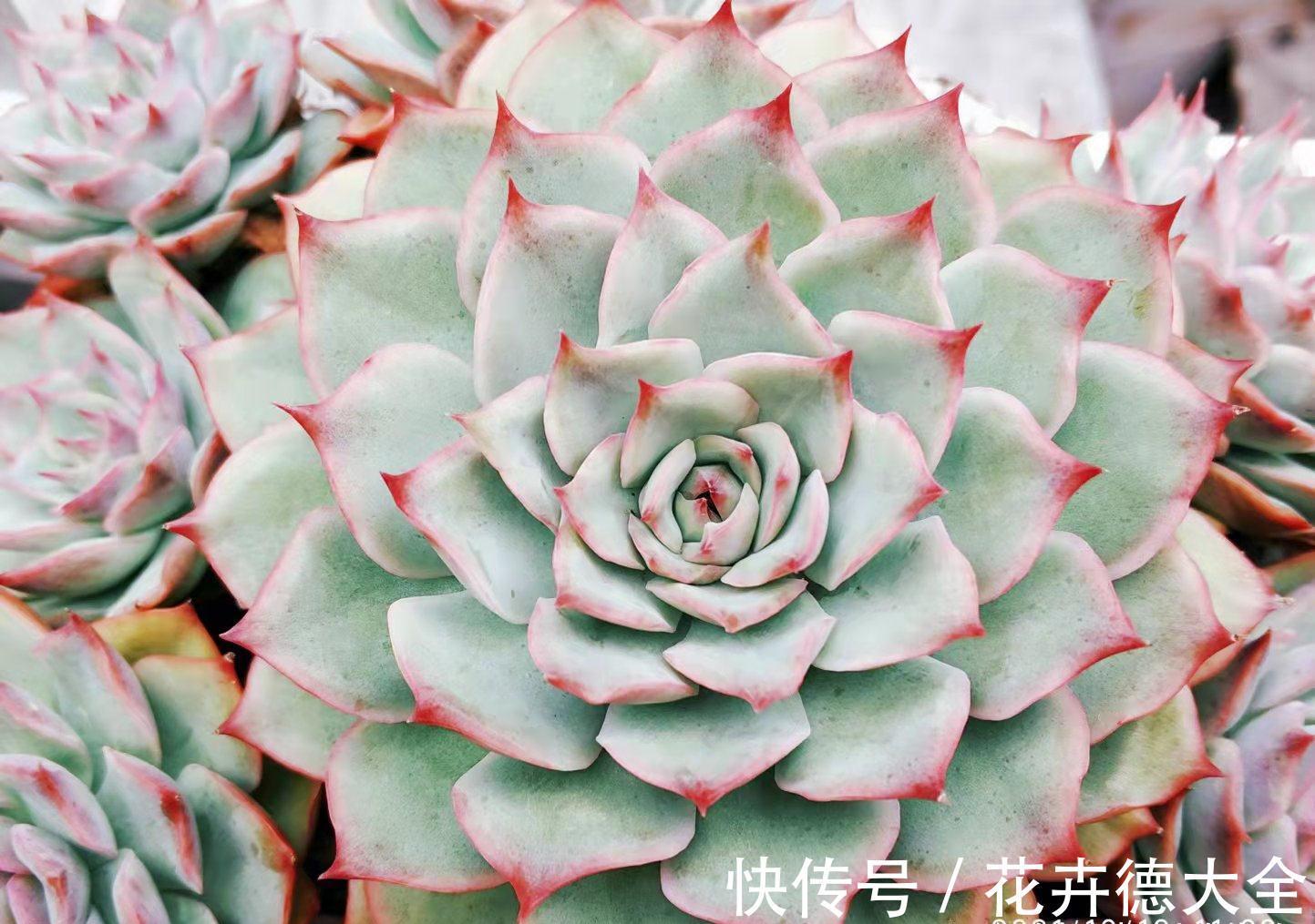 在找有颜值又好养,还容易养成捧花状的多肉?那就是粉色提示了!