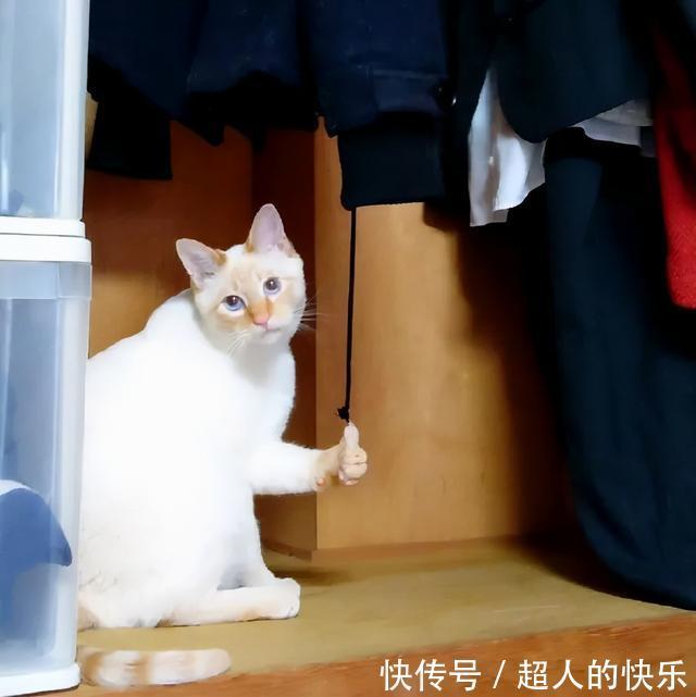 |拍迪士尼烟花翻车现场 冷段子2008