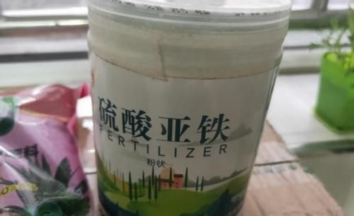  浇这几样水溶液，居家盆栽茉莉，无需担心开花少的问题