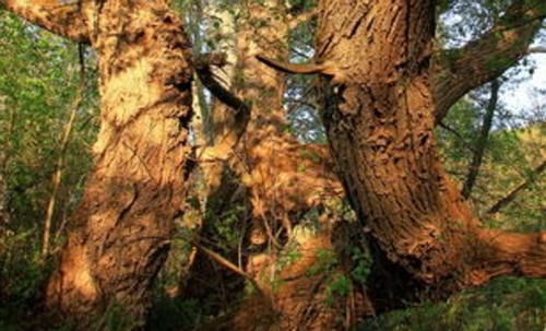 养花自制肥料：该怎么用好柳树皮，挖掘其中的价值？