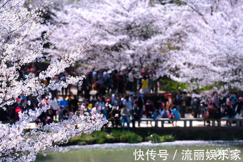 樱花|无锡鼋头渚樱花进入盛花期，花海遇到人海，场景太火爆