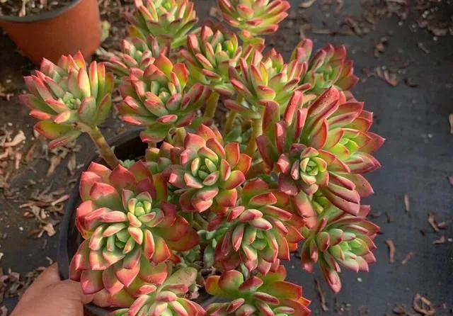 红稚莲|多肉中的红仙子,叶片肥美又红艳,长成老桩很轻松,太漂亮了