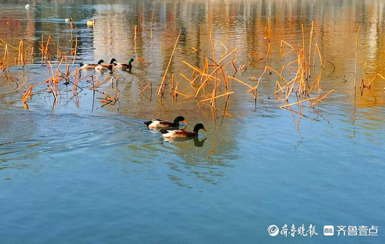 济南百花洲的春天来啦，鸭子、天鹅水中畅游|就地过年?春在身边| 济南百花洲的春天来啦，鸭子、天鹅水中畅游\＂,\＂i12\＂:\＂就地过年?春在身边