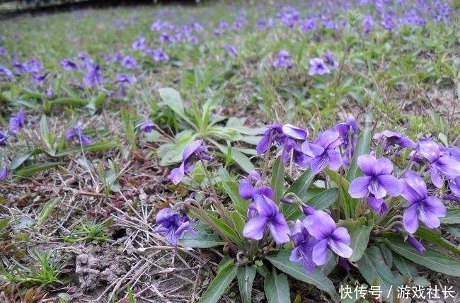 荒地里的“小紫花”，谁说是杂草我跟谁急，当盆栽多好！