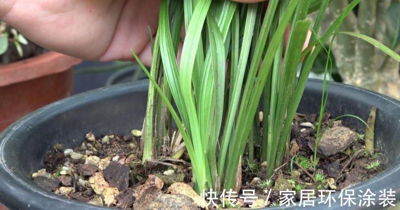 土壤|养花先养根，养兰先学会配土，微酸，一年苗有底肥就不用施肥