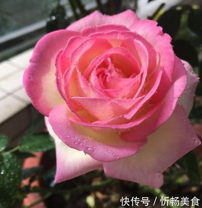 杜鹃花|养花就养此几款,全年开花不停,耐旱耐冷超好养