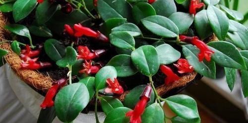 像唇膏一般的口红吊兰盆栽,养在灯光下也能正常开花