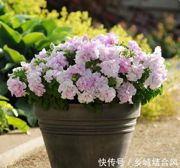 最适合春天养的8种花,最后一种又叫不死花