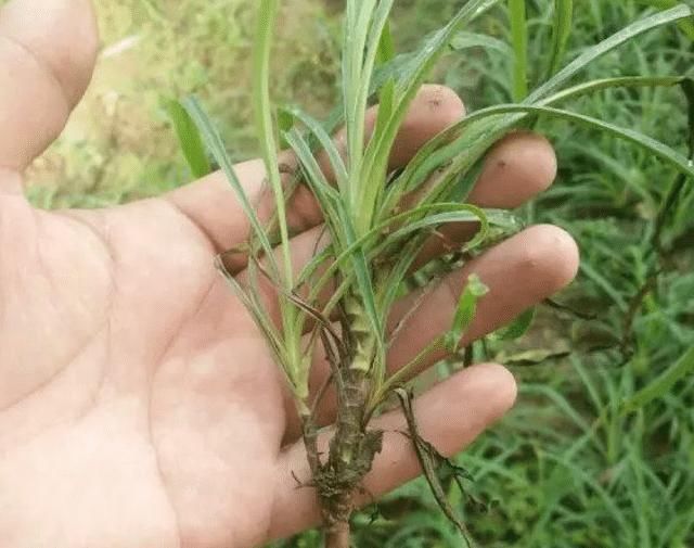 果園旁一種野草,若遇見,請別再摘掉,目前176元一斤