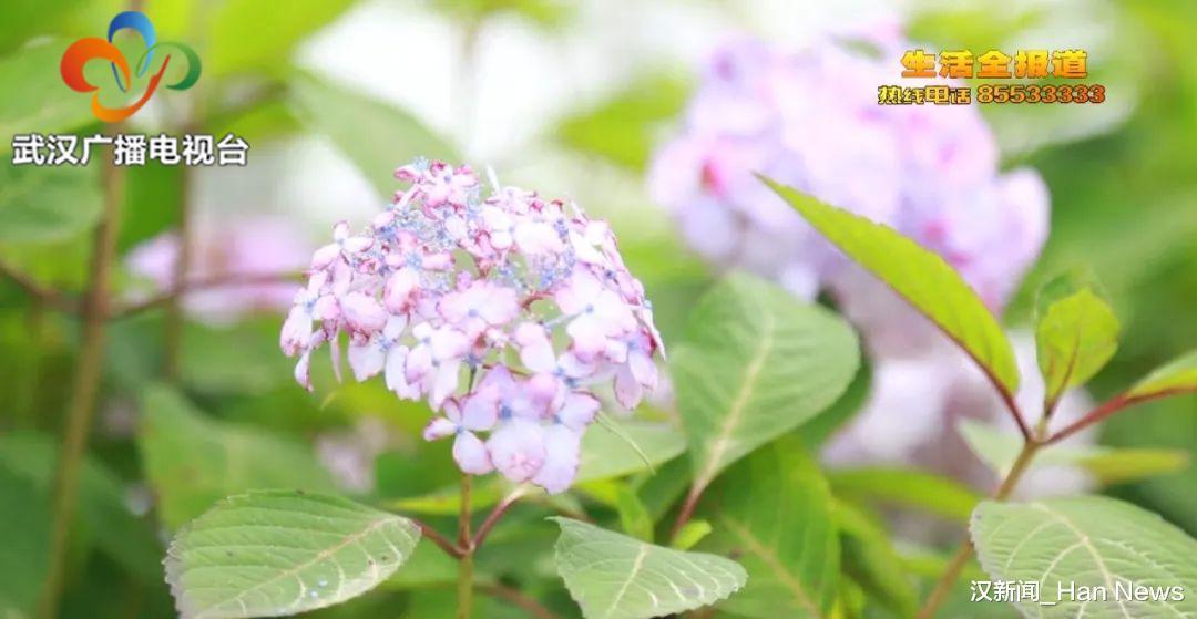 花球|想在自家养好绣球花 教你两招 花苞多开成花球