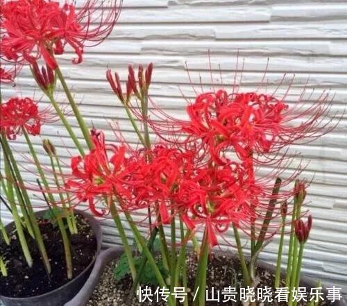 被名字耽误一生的花,好看不敢养,又叫“亡人花”,很美很凄凉