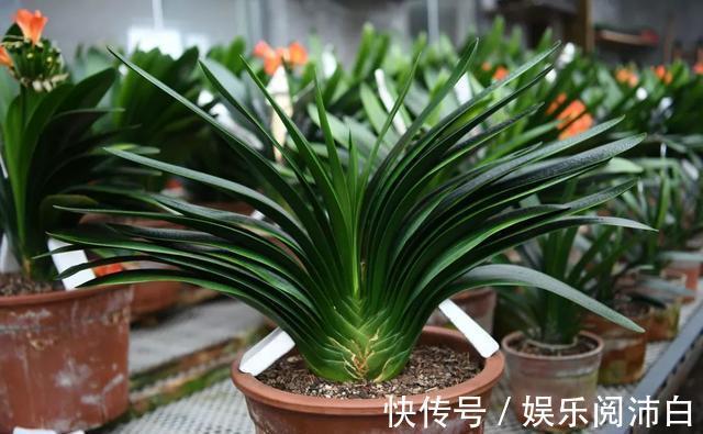 叶片|三伏天养君子兰,要做到“4不1要”,才能根系茁壮叶片绿