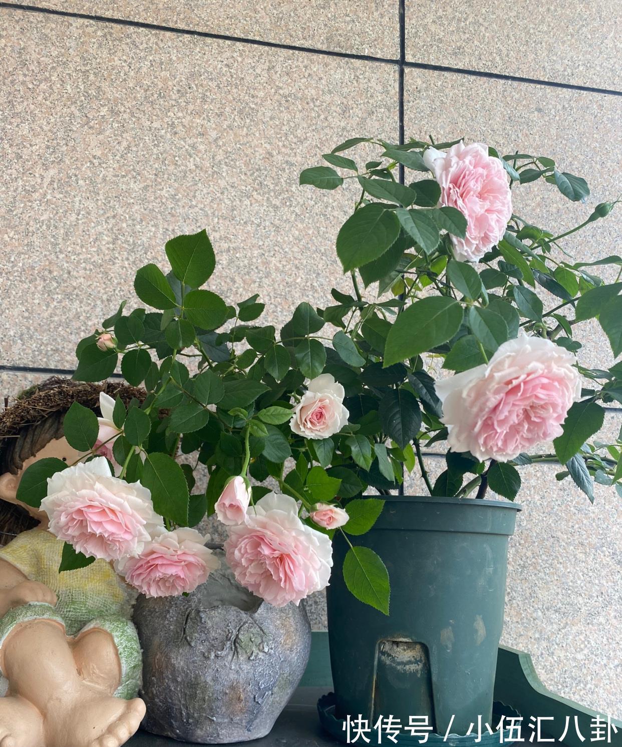 仙女|月季花界的“仙女”,又美又仙,浓香四溢,阳台也能养