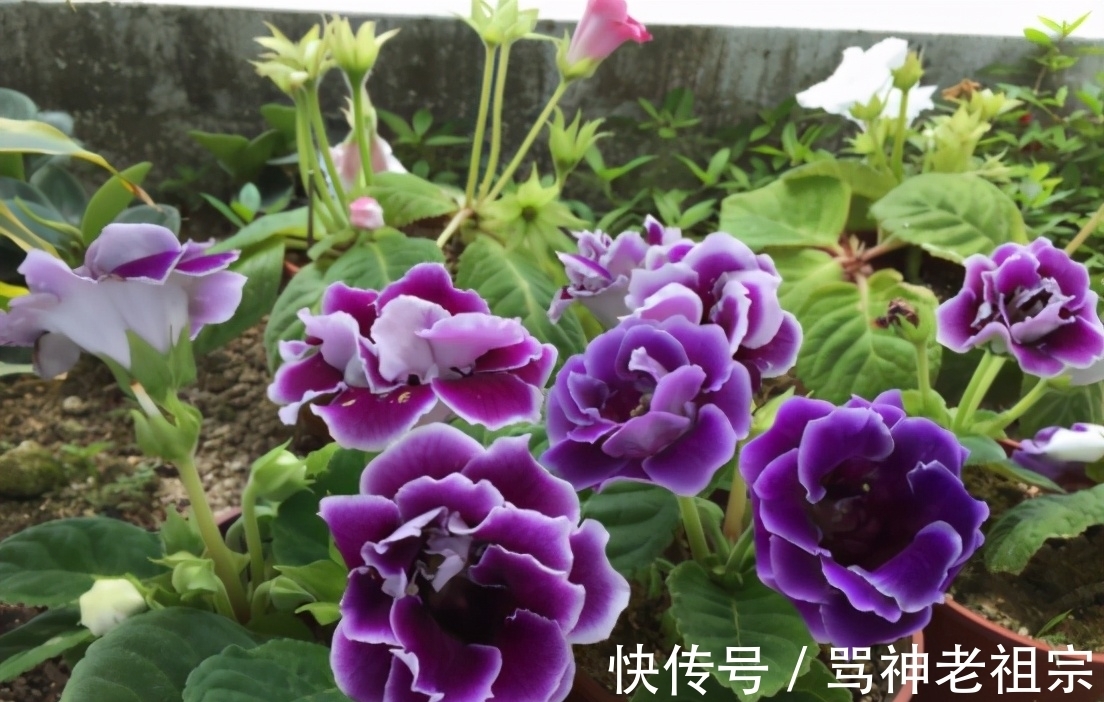 3种可以叶插的花卉，很容易成活，新手“玩”可以，但是养大很难