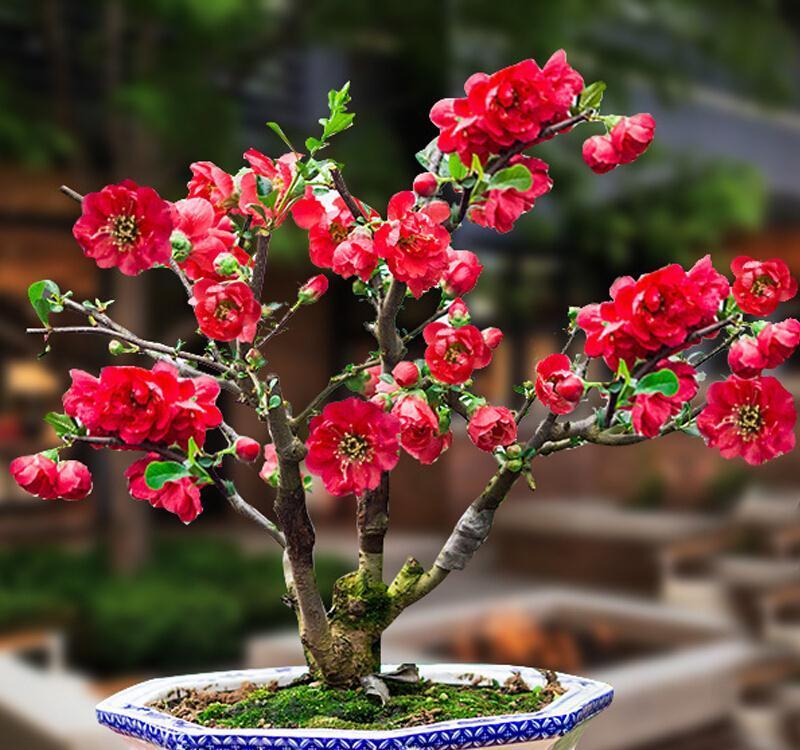 冬天客厅养3种花,好养好看寓意好,关键是美观大方