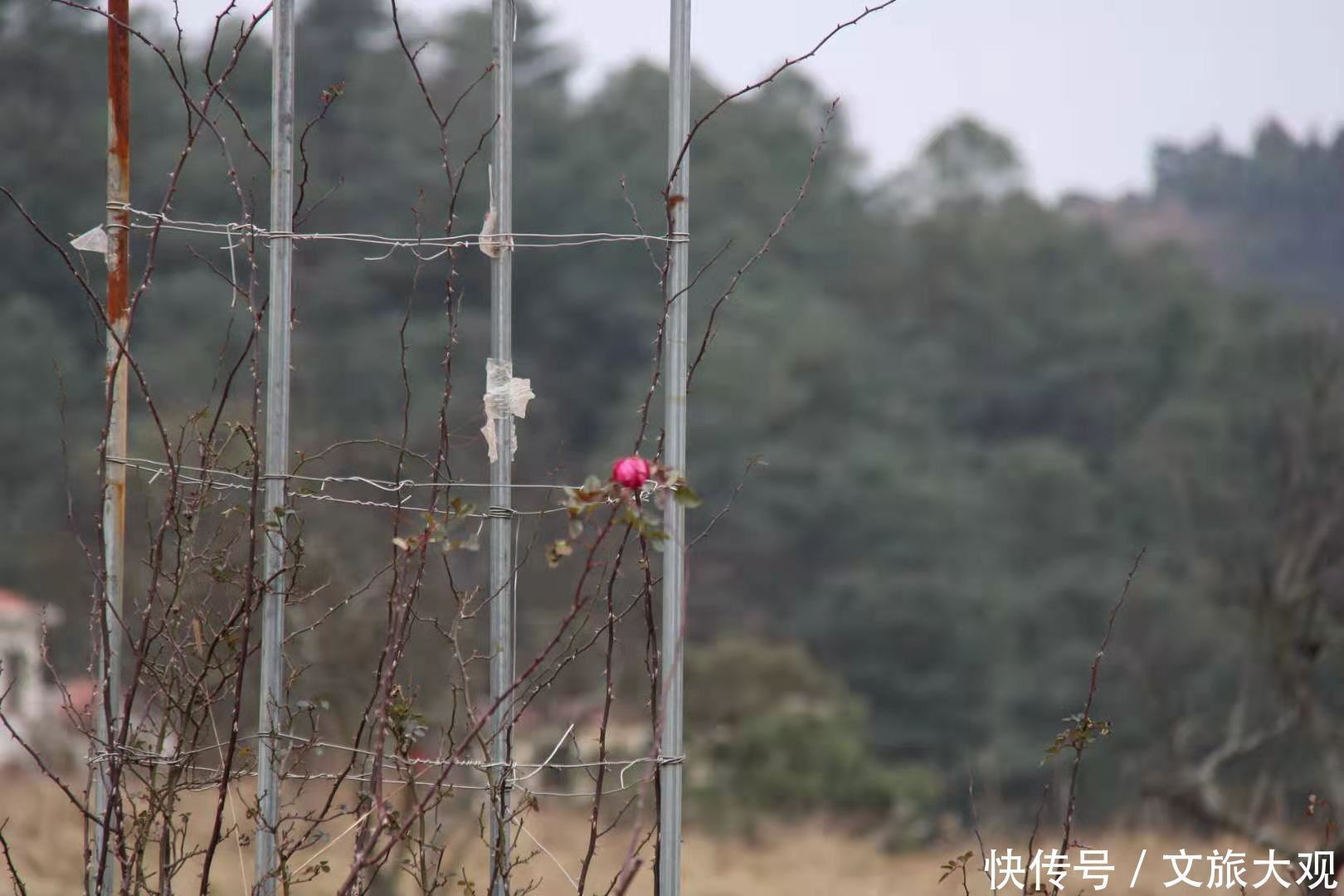 昆明冬日看花