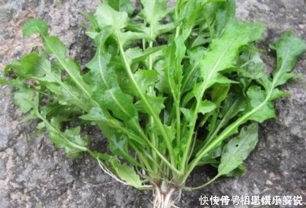 抗癌|埋没在农村4种抗癌野菜,很多人嫌脏不愿吃,却比蒲公英好100倍