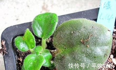 叶片|这“2种花”,摘1片叶子就能插活,花美叶绿,一盆种出20棵