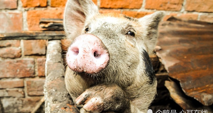 人算不如|刘伯温为何在临终前感叹到人算不如天算